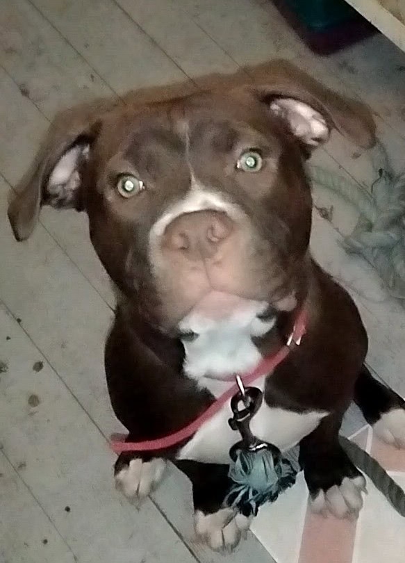 Pitbull mastiff puppy image 1