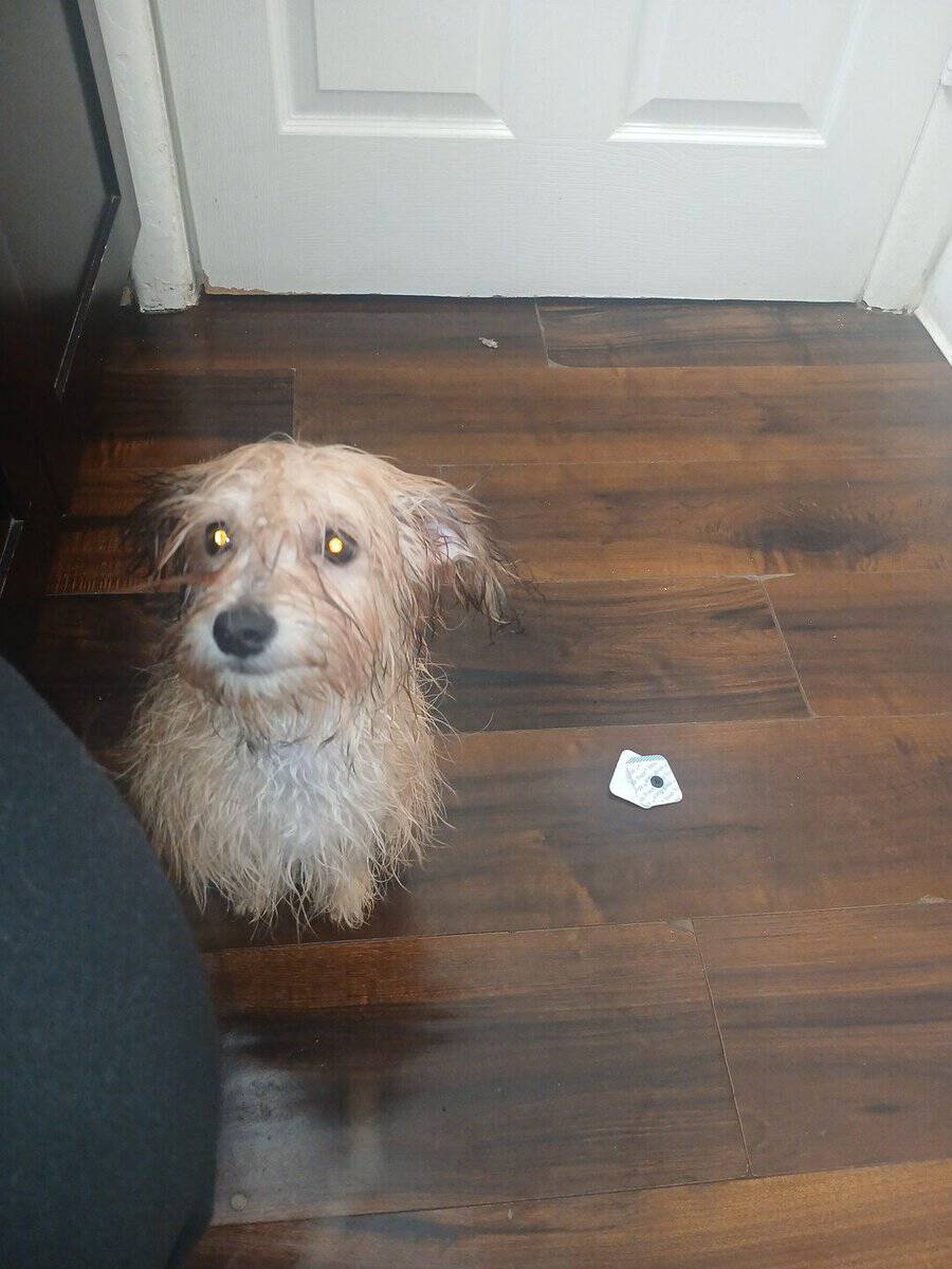 Meatball -MaltipooTerrier image 6