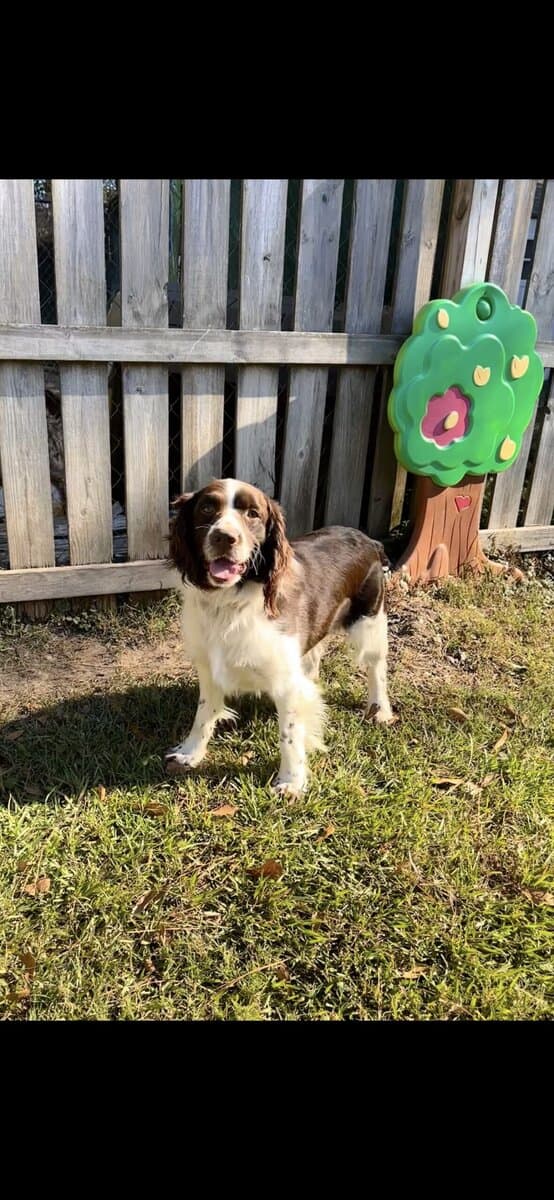 English Springer Spaniels image 6