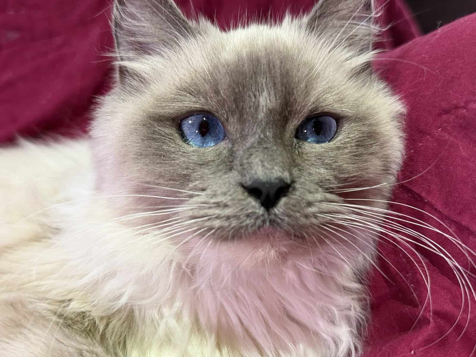 Pure Bred Rag doll Kitten named Pepsi image 22