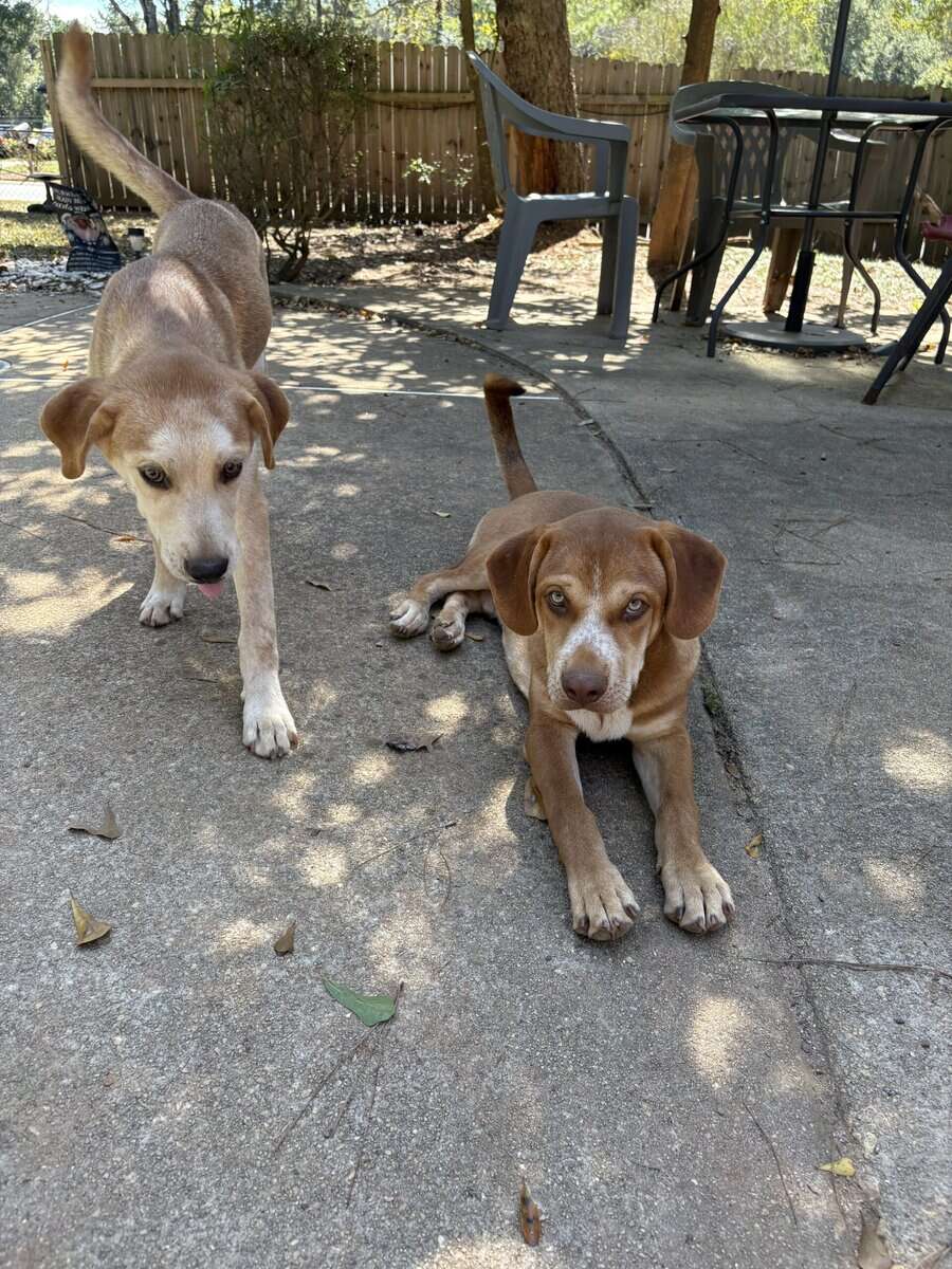6 month old sweet husky mix breeds image 3
