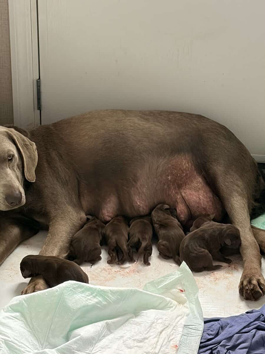 AKC registered chocolate lab puppies. image 3