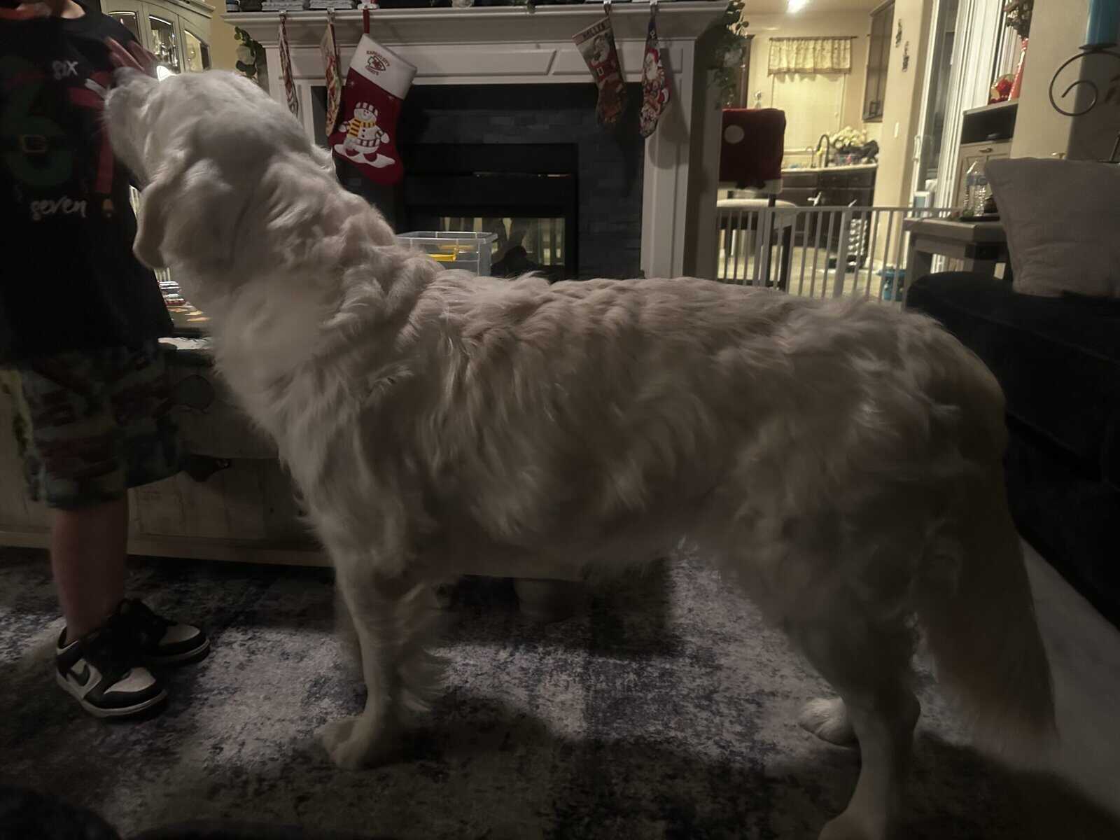 English cream golden retriever image 4