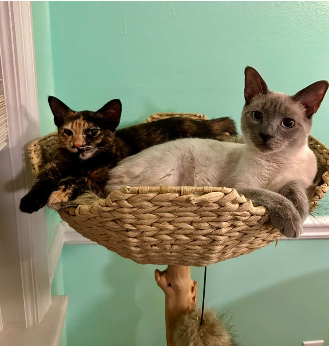 Beautiful cat image 2