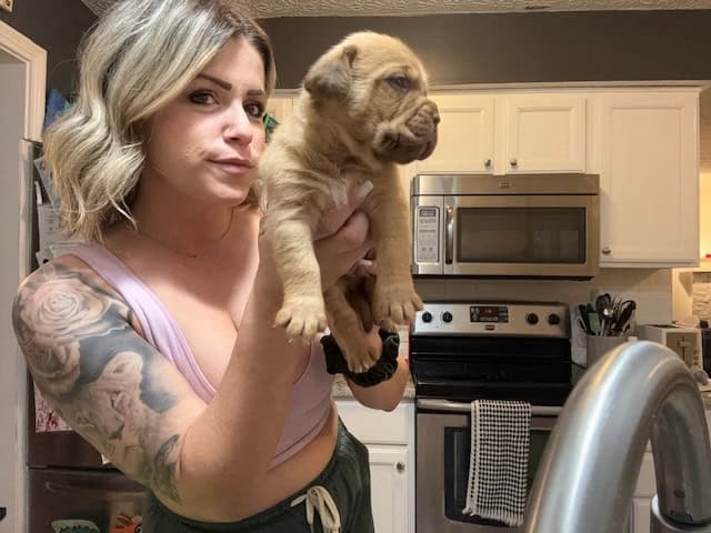 Champ BL/ 8 week old Dogue De Bordeaux pups image 7