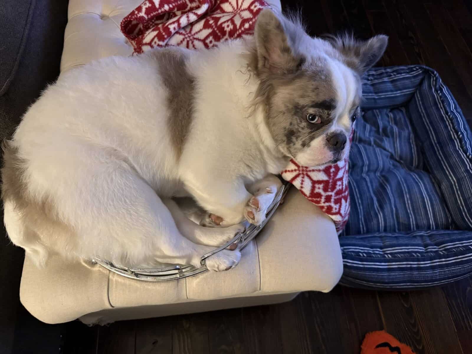 10 mo Fluffy French Bulldog image 3