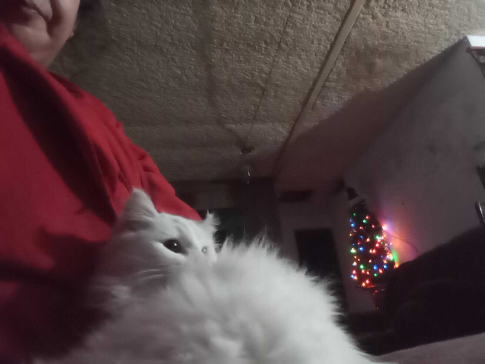 Ragdoll kitty image 2