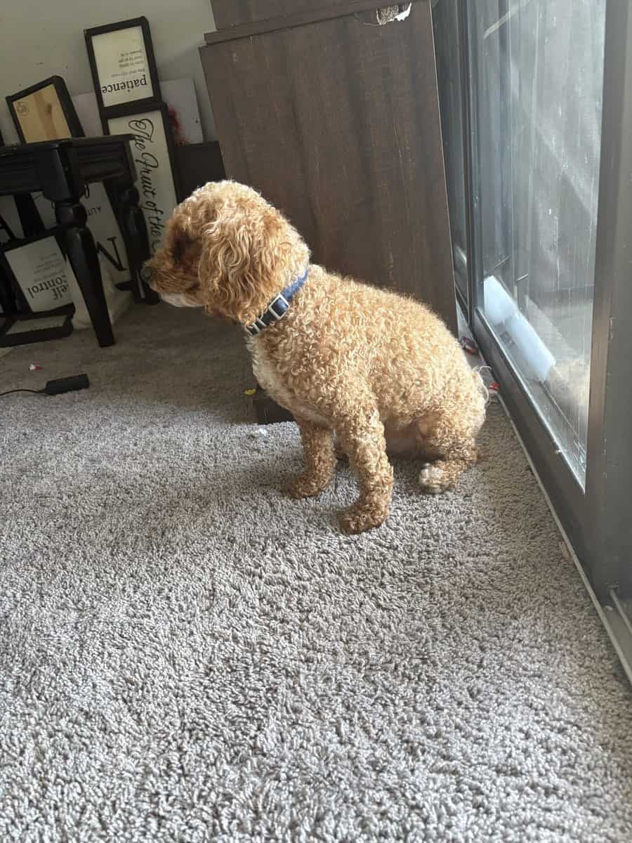 2 y/o Poodle. Bichon frise for rehoming image 1