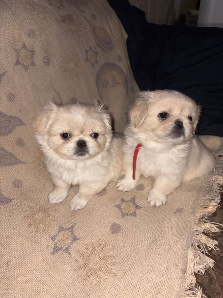 Pekingese puppies image 5