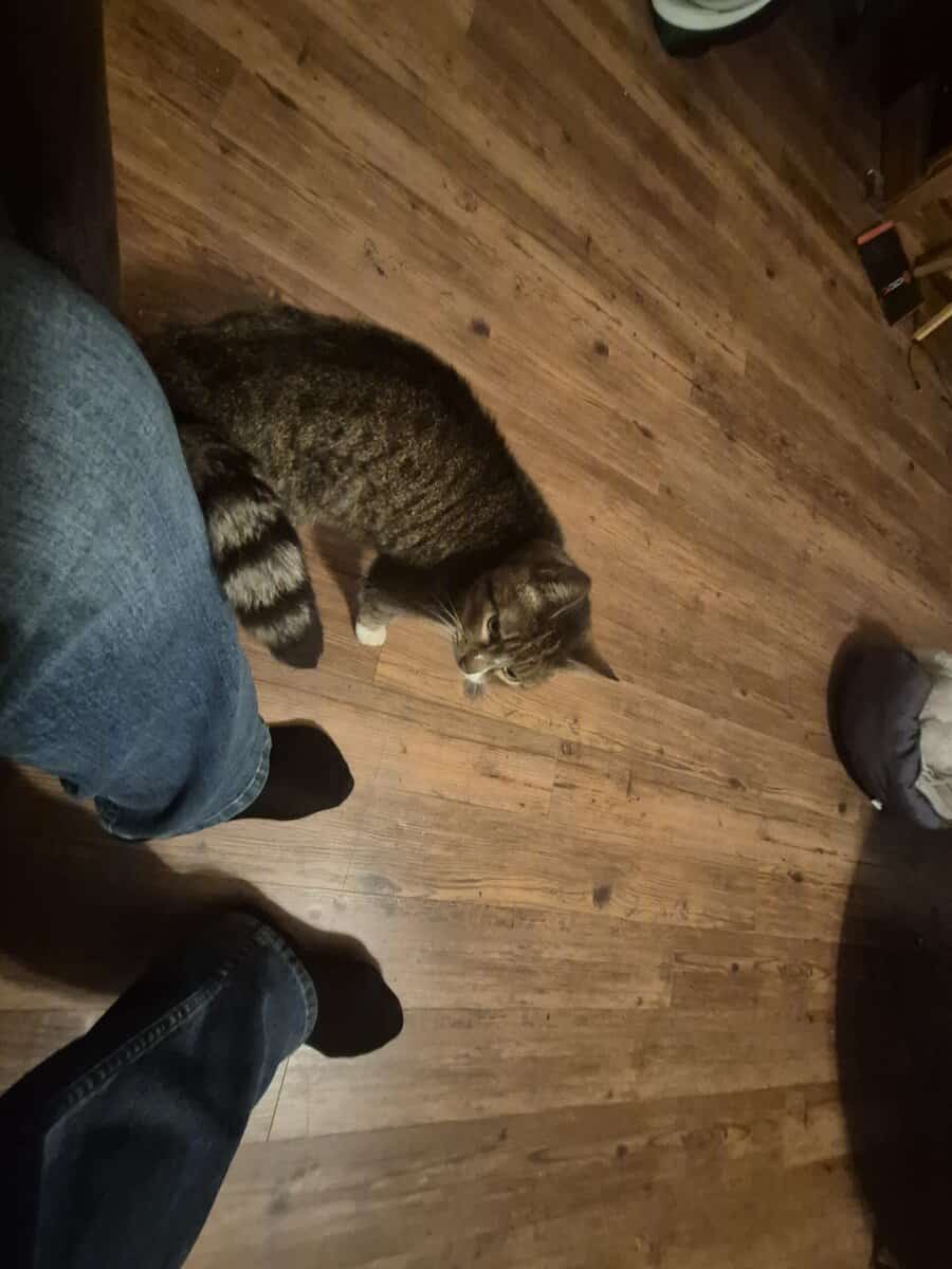 short hair cat about 15 yrs old image 3