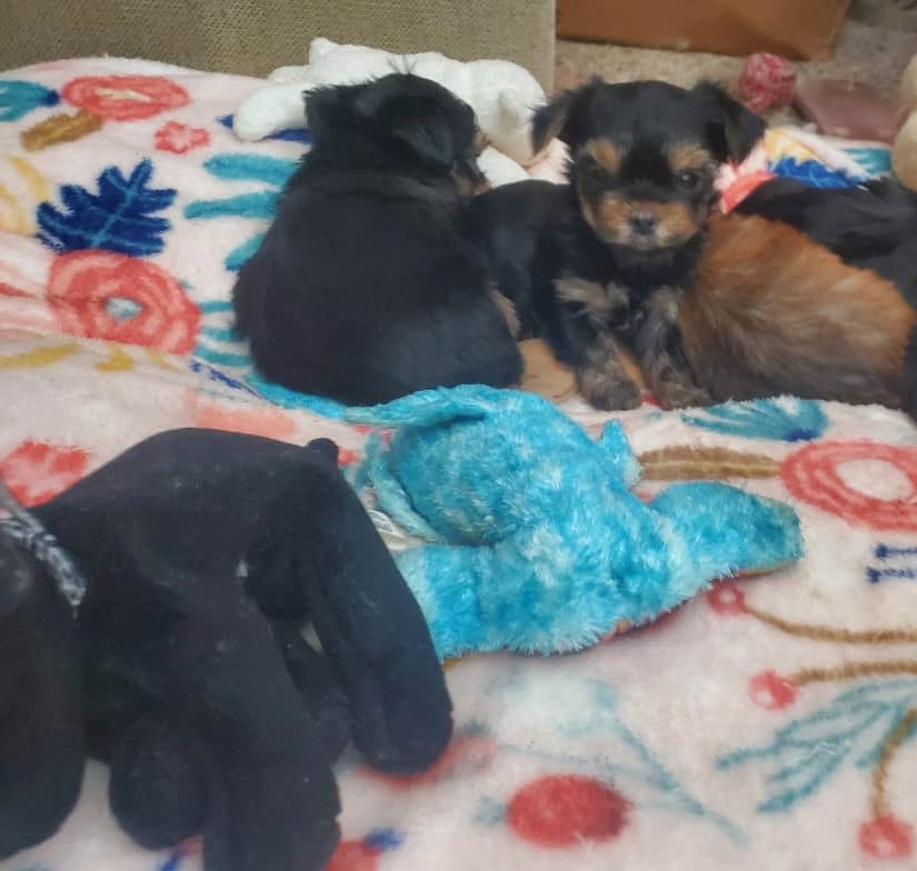Teacup Yorkie Babygirl image 3
