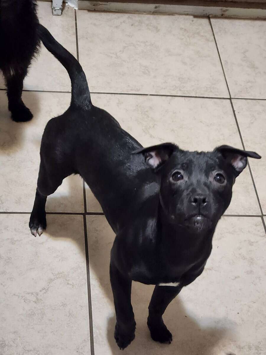 Yorkie Mastiff Hybrid Bloodline. image 1