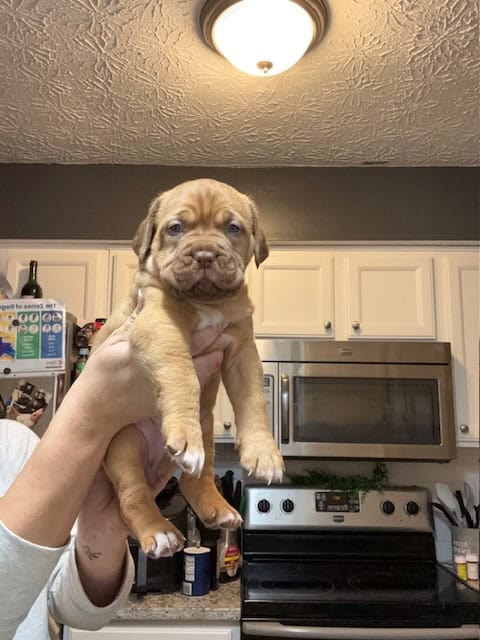 Champ BL/ 8 week old Dogue De Bordeaux pups image 10
