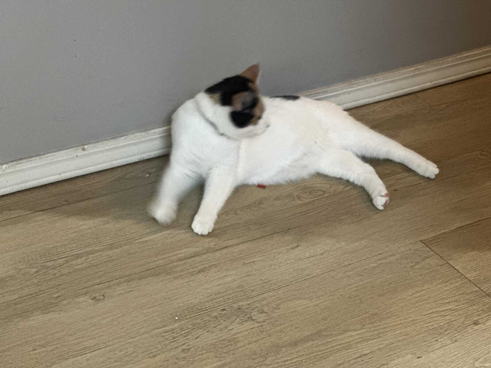 Manx Cat Femal for Sale image 6