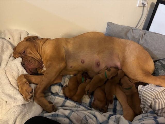 Champ BL/ 8 week old Dogue De Bordeaux pups image 13