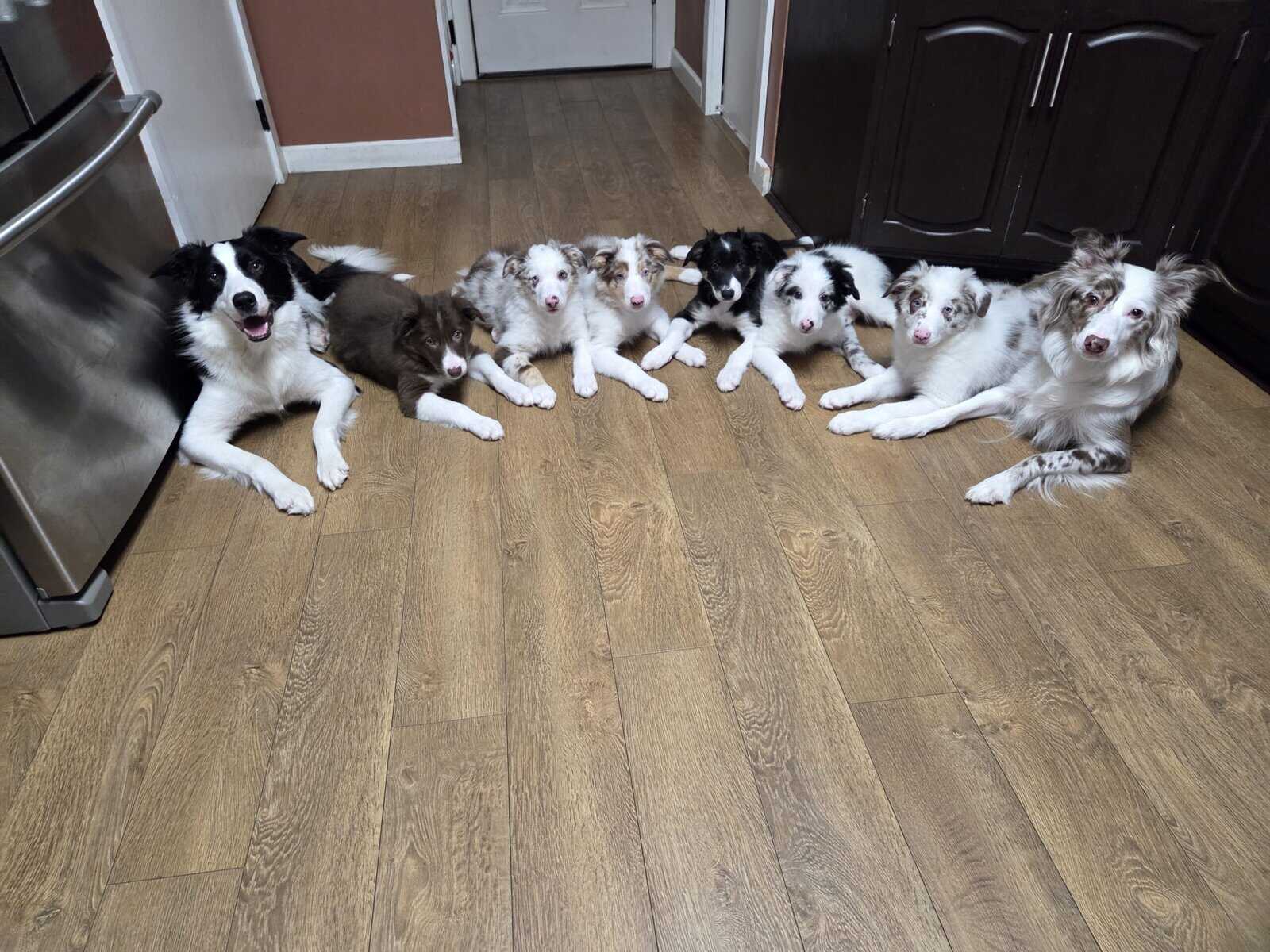 Border collie puppies image 8