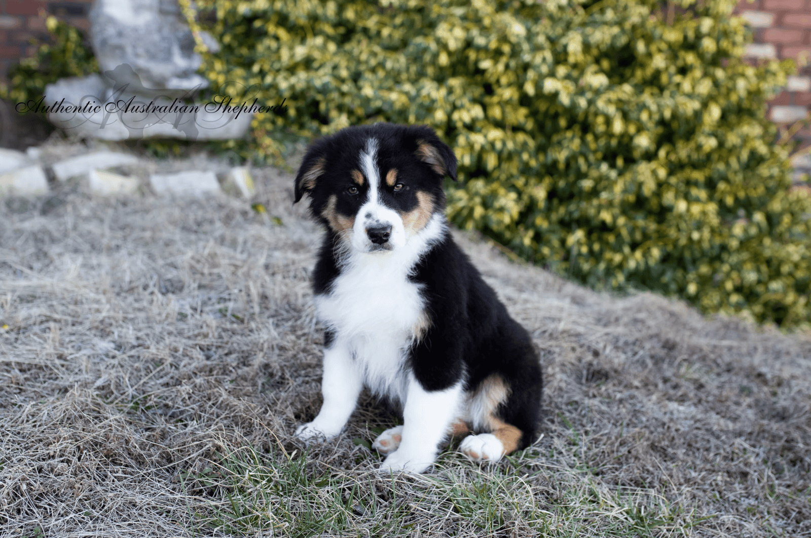 Pure Bred Australian Shepherd Puppies Due SOON! image 2