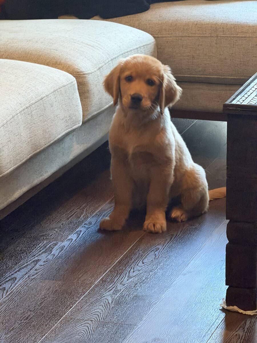 Golden Retriever Puppy to rehome image 8