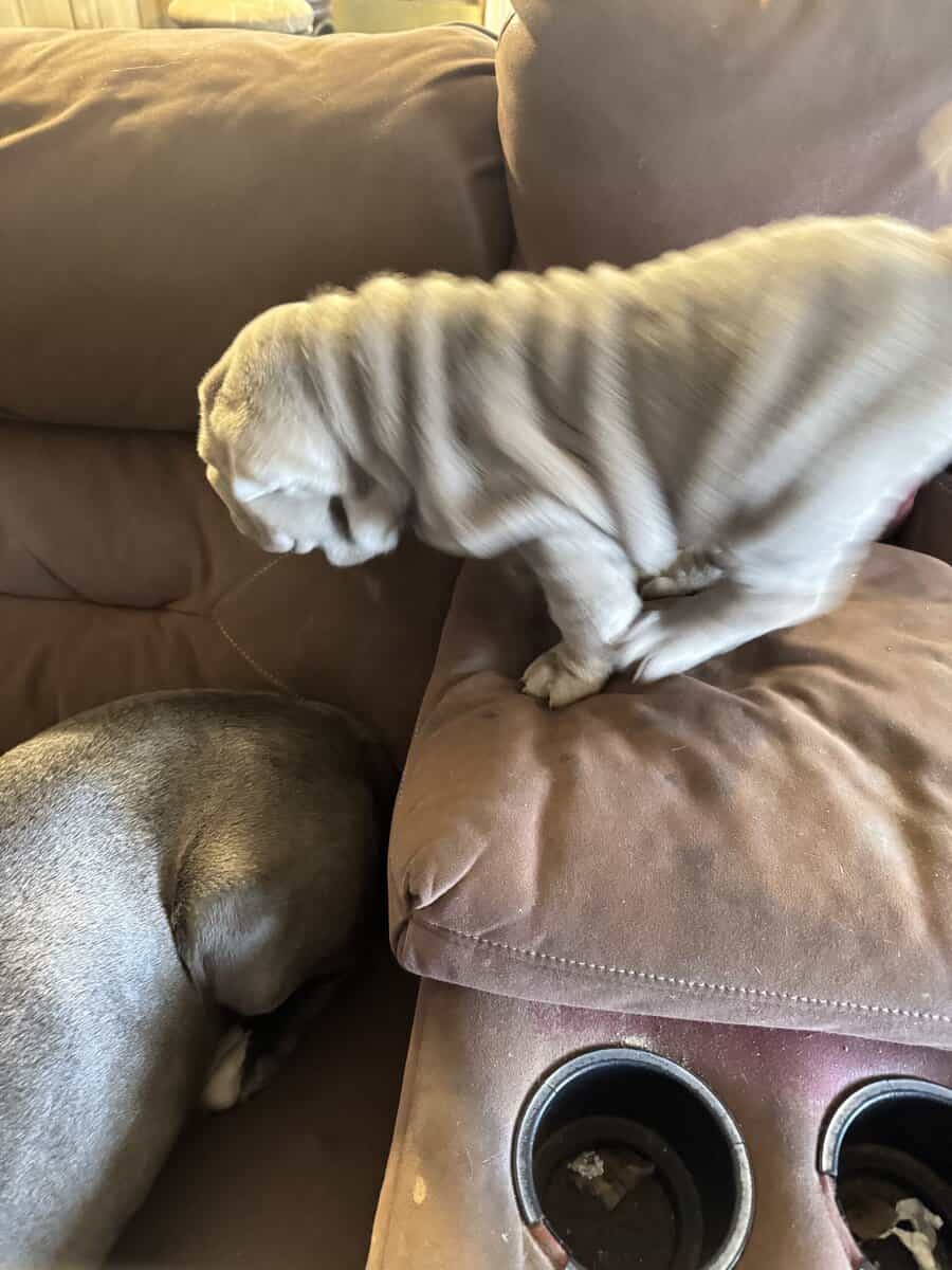 Chinese Shar Pei Pups image 5