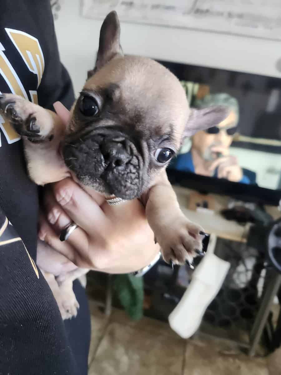 Puppies for sale french bulldog image 3