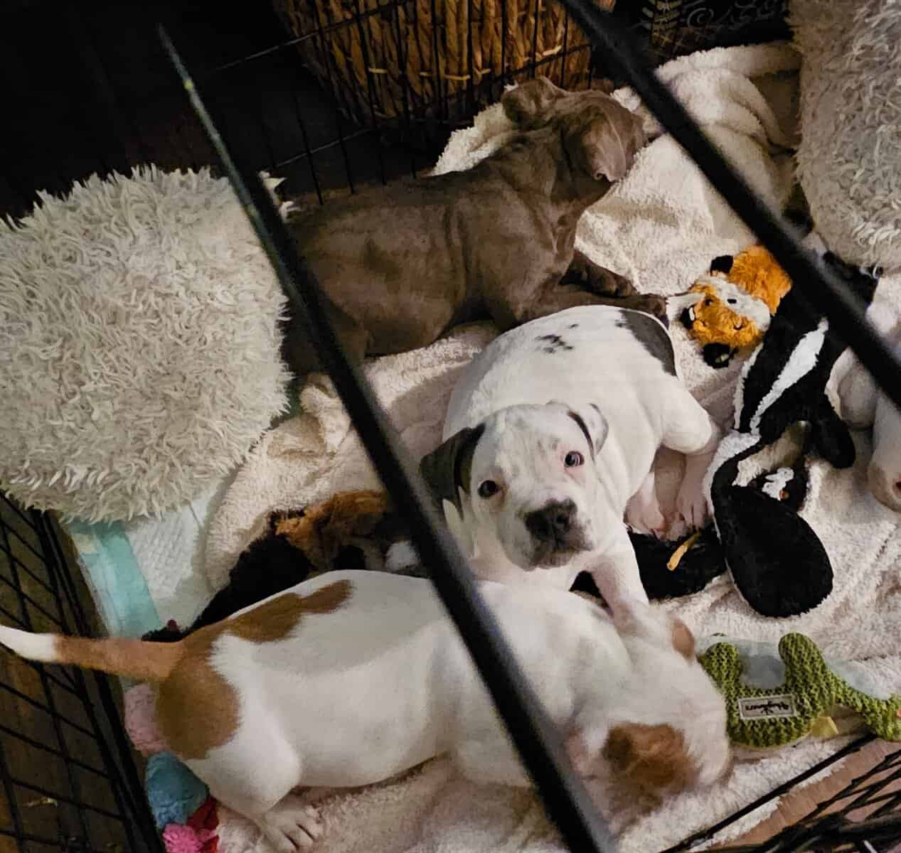 8 week old Pitbull puppies image 3