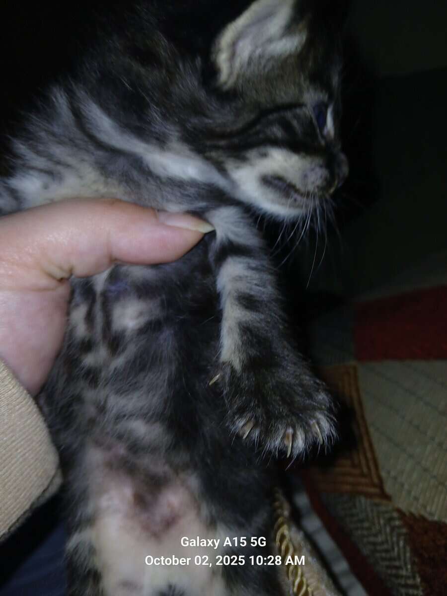 Kittens two mons old image 6
