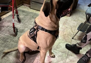 11 Month old English Mastiff