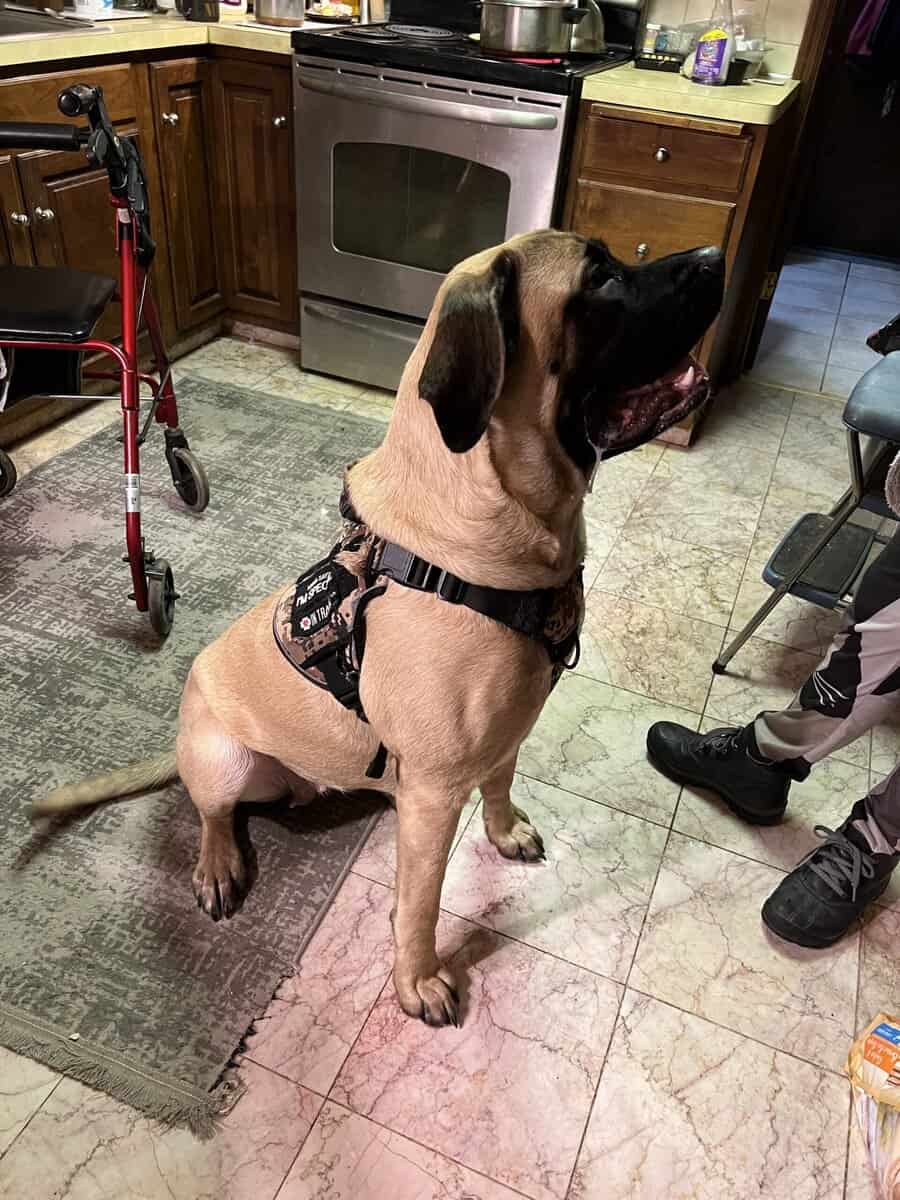 11 Month old English Mastiff image 1
