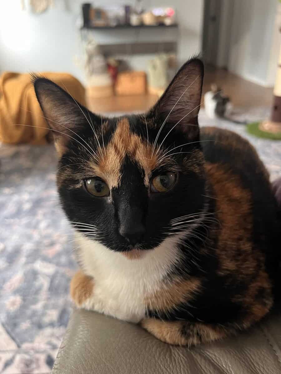 Tortoiseshell Cat image 4