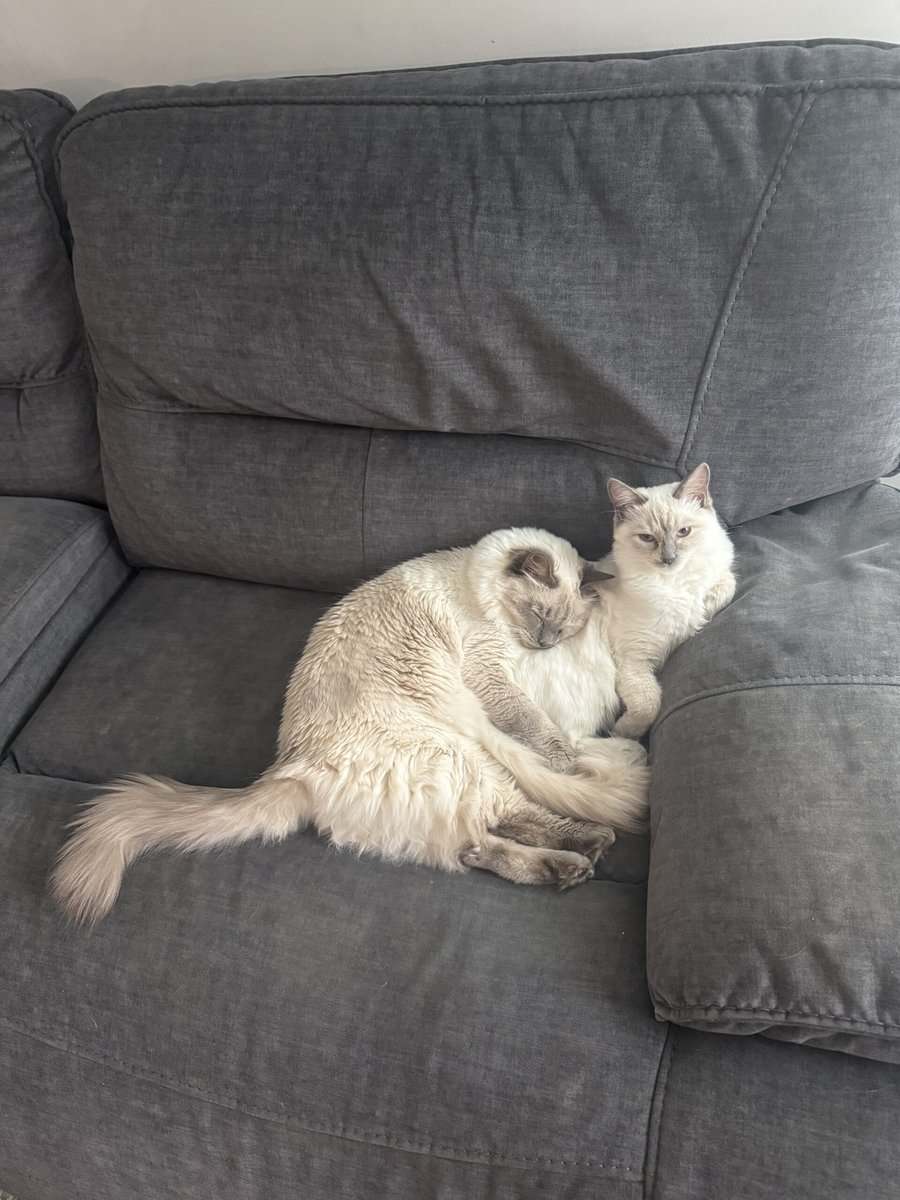 4 year old Balinese cat image 3