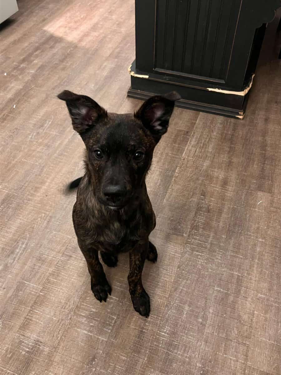 Meet Shadow – Sweet 6.5-Month-Old Pup Looking for image 2