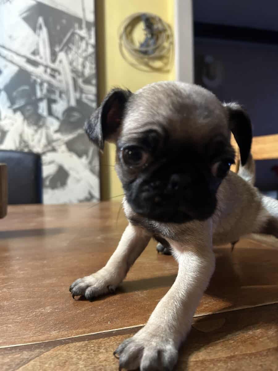 Puggies image 1