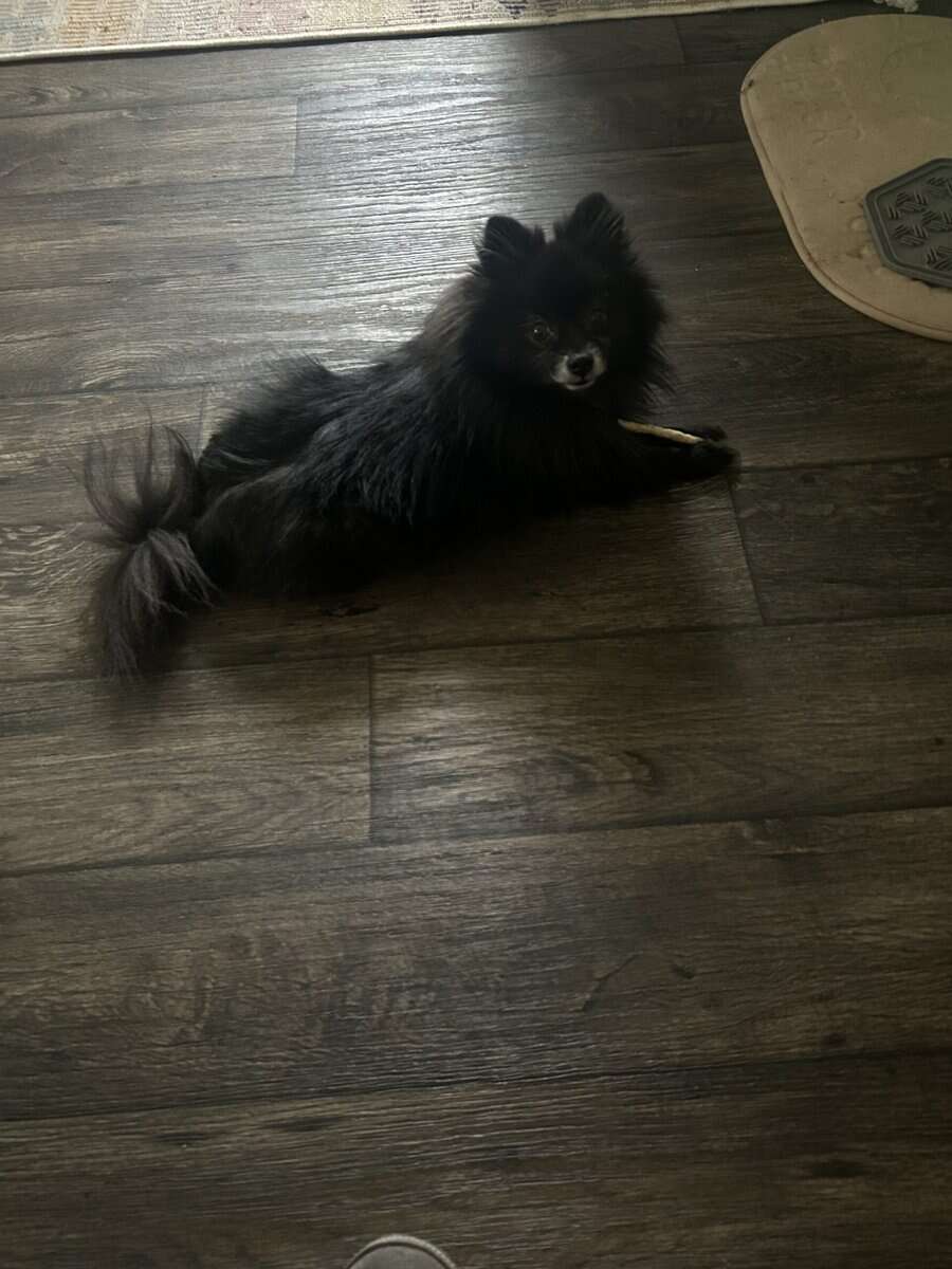 Pomeranian image 1