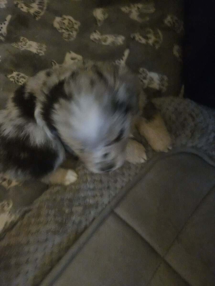 2 Australian shepherd puppies image 5