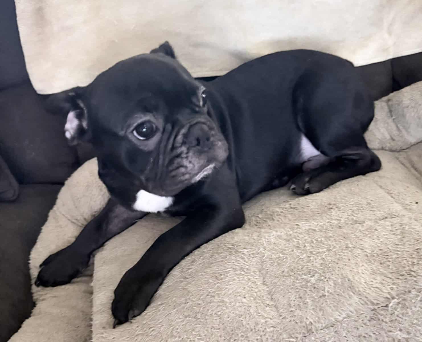 French Bulldog for sale “Gem” image 5