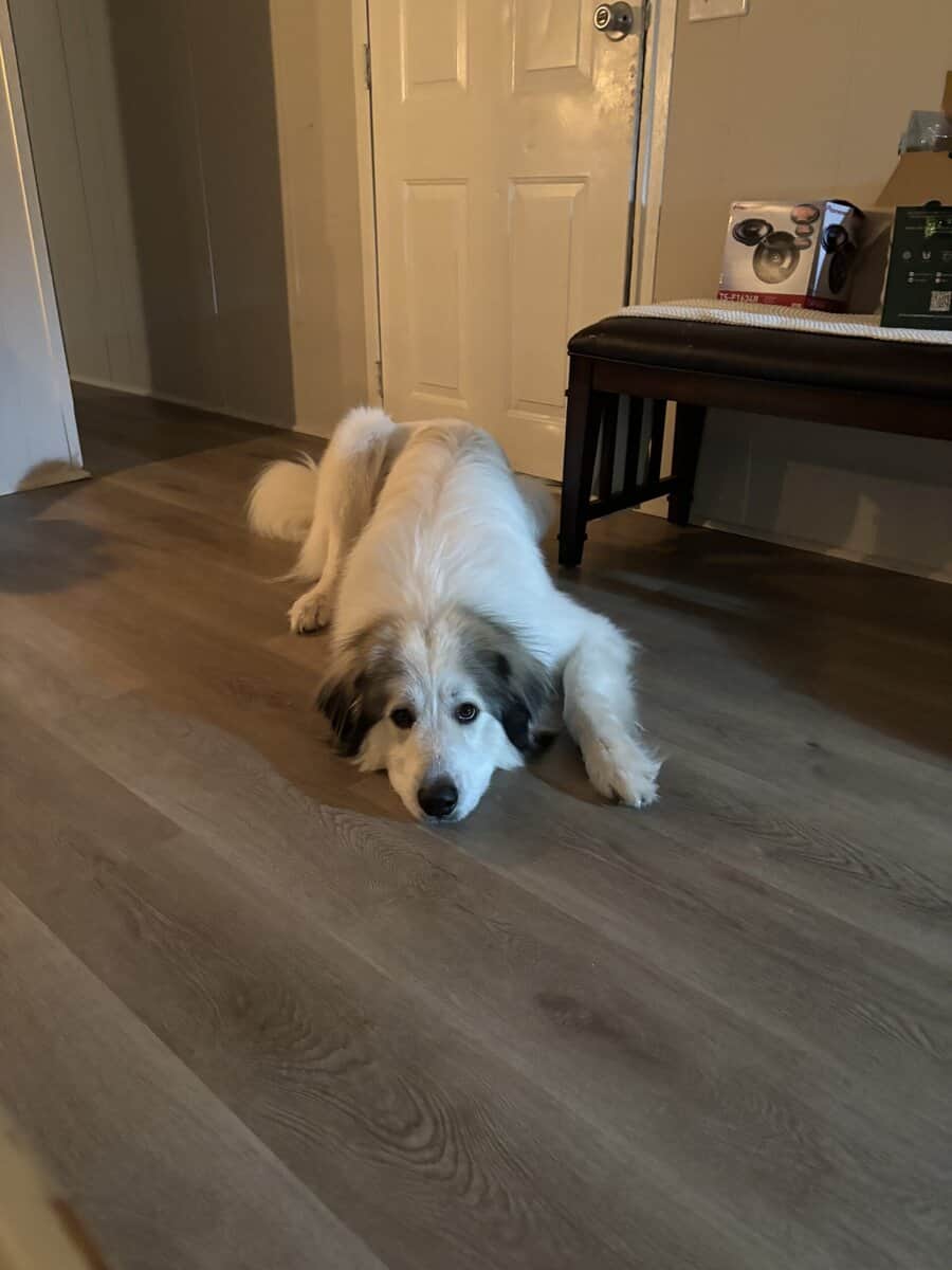 Hank, Great Pyraneese, 2yrs old image 2
