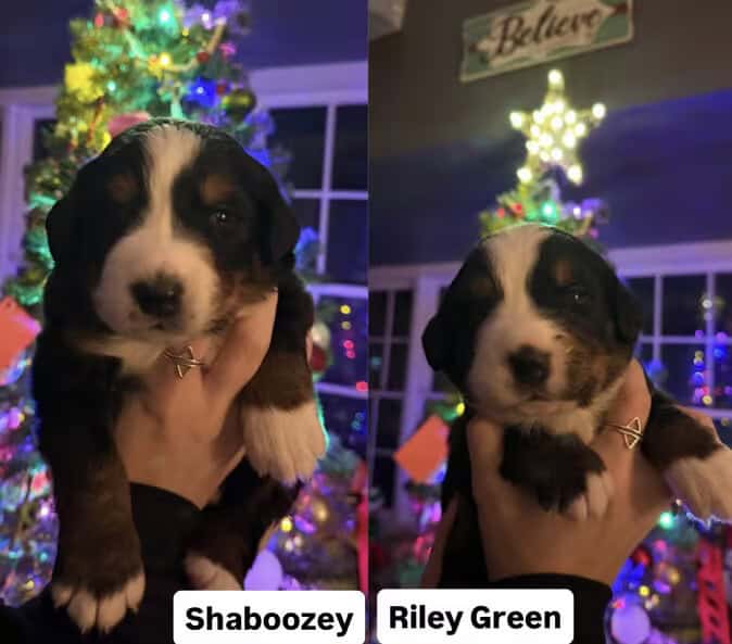 Bernese Mountain Dog puppies image 1