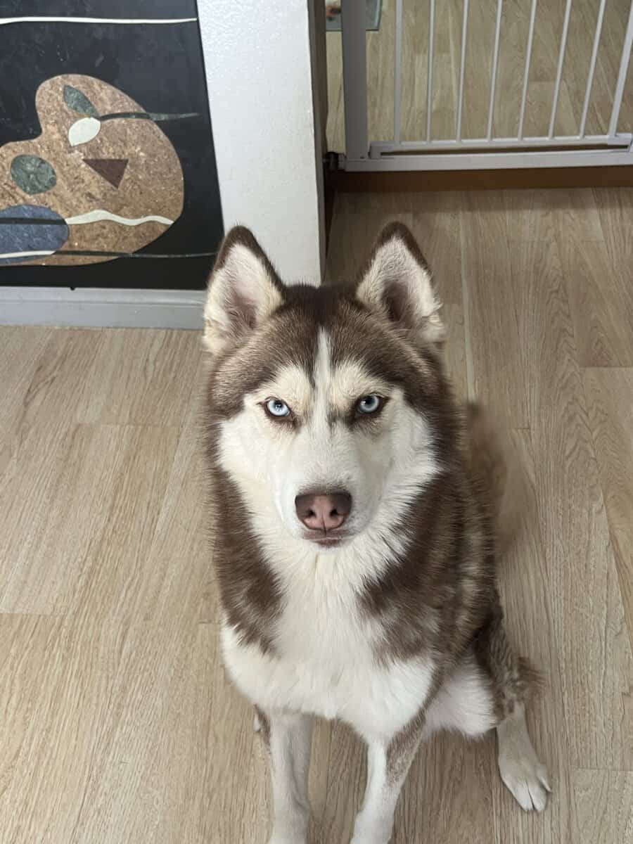 Siberian Husky image 1