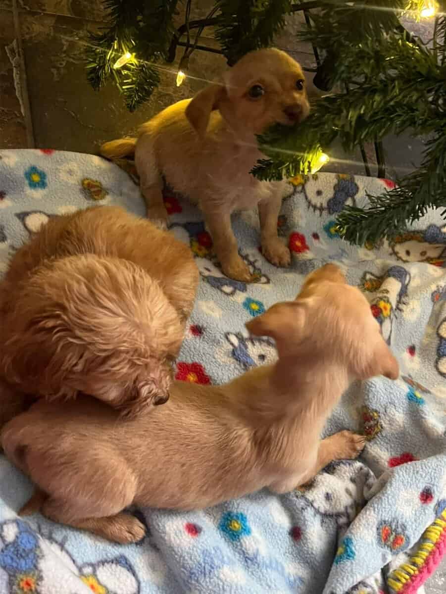 Doodle Puppies Seeking Loving Homes image 3