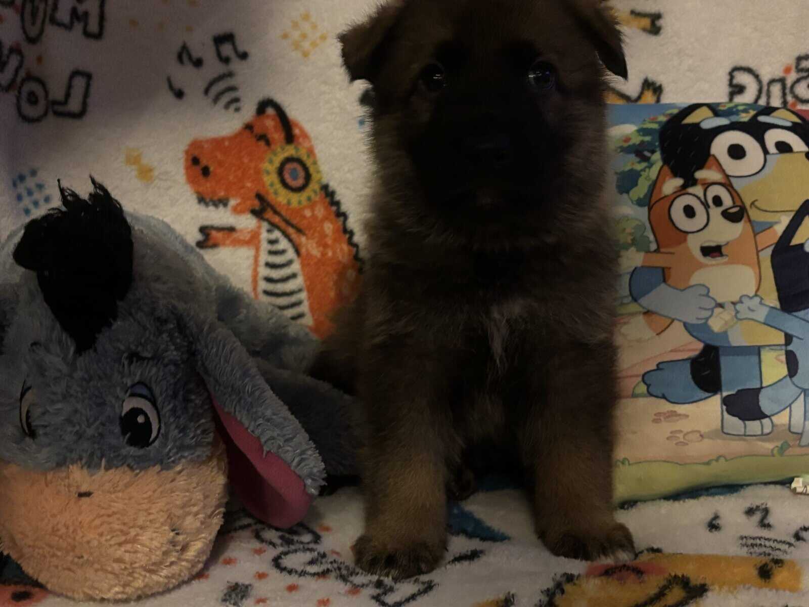 Full bred, German Shepherd puppies image 7