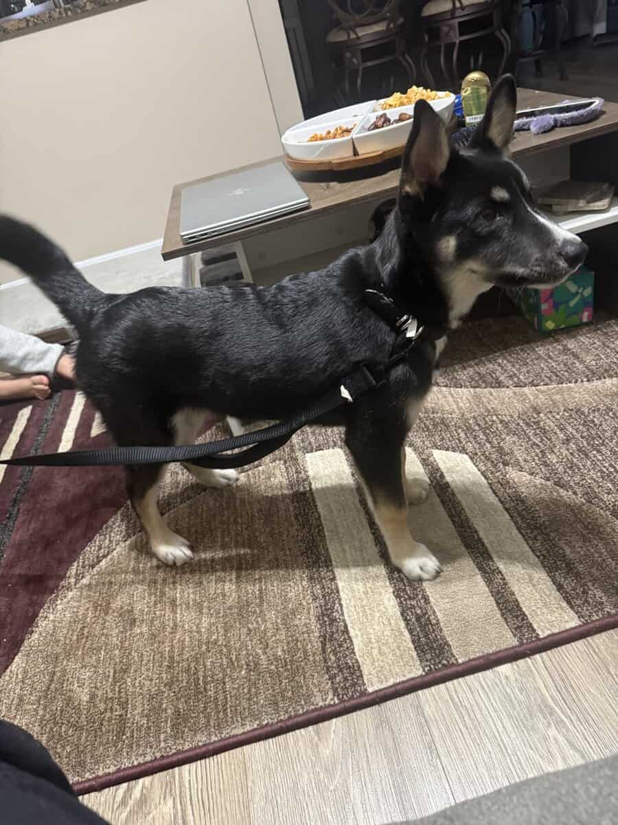 Husky-Mix —- Puppy 5 months image 4