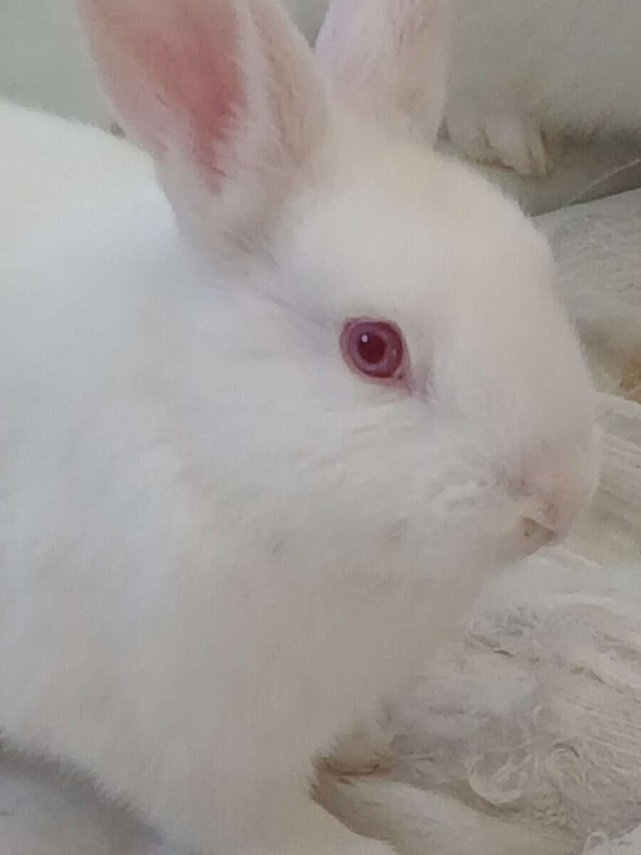 Albino Bunnies image 3