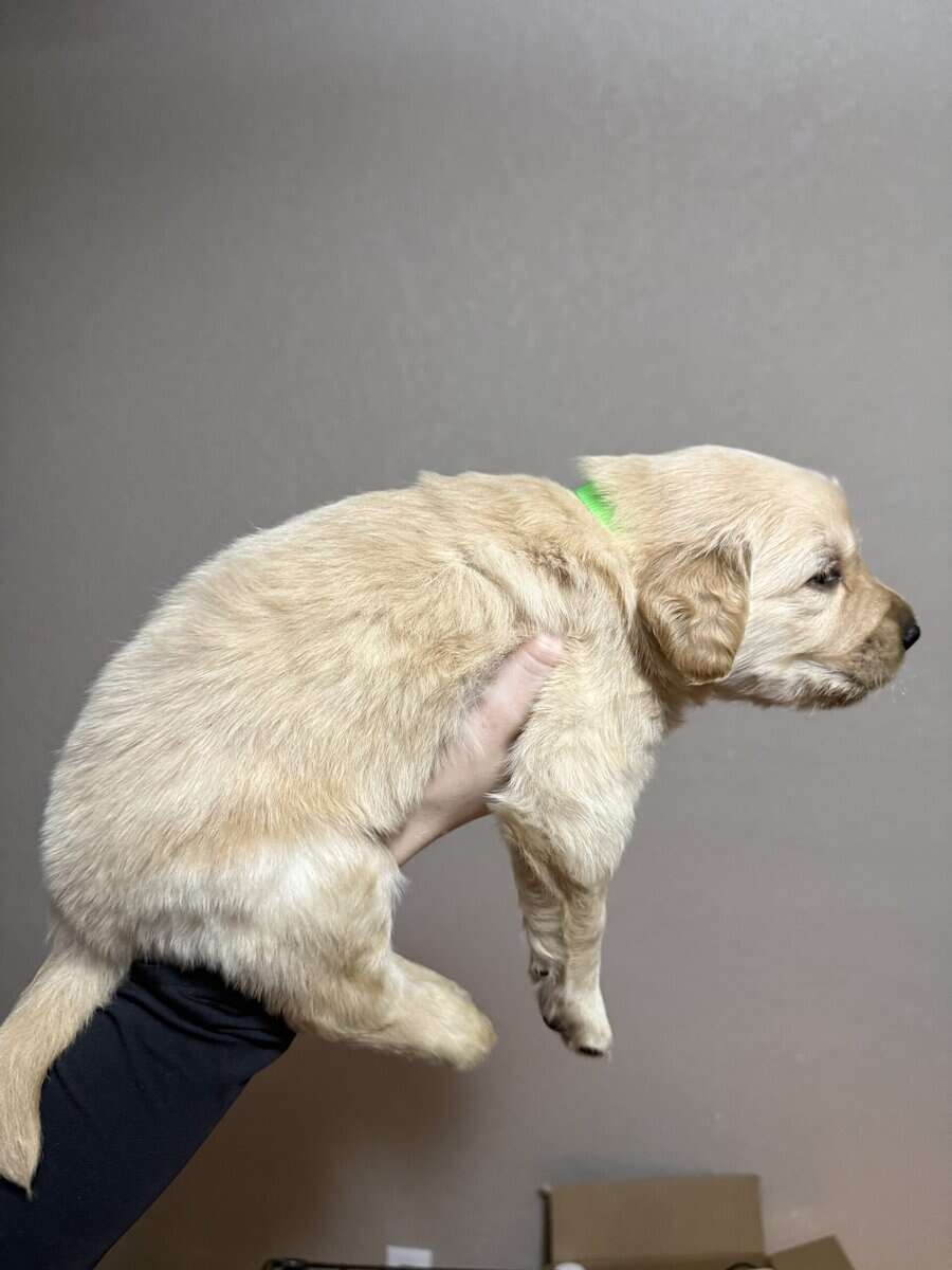 Pure breed Golden Retrievers image 3