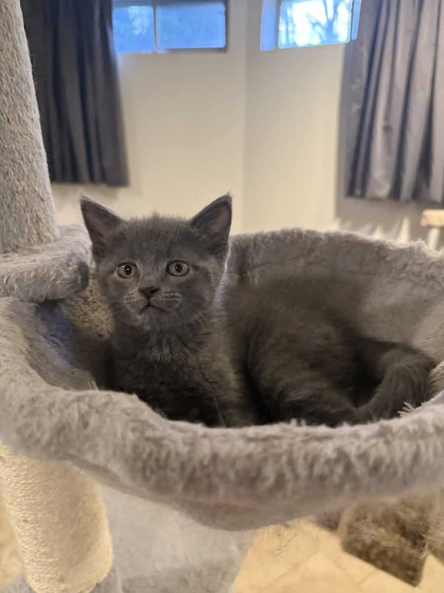 Russian Blue Kittens image 2