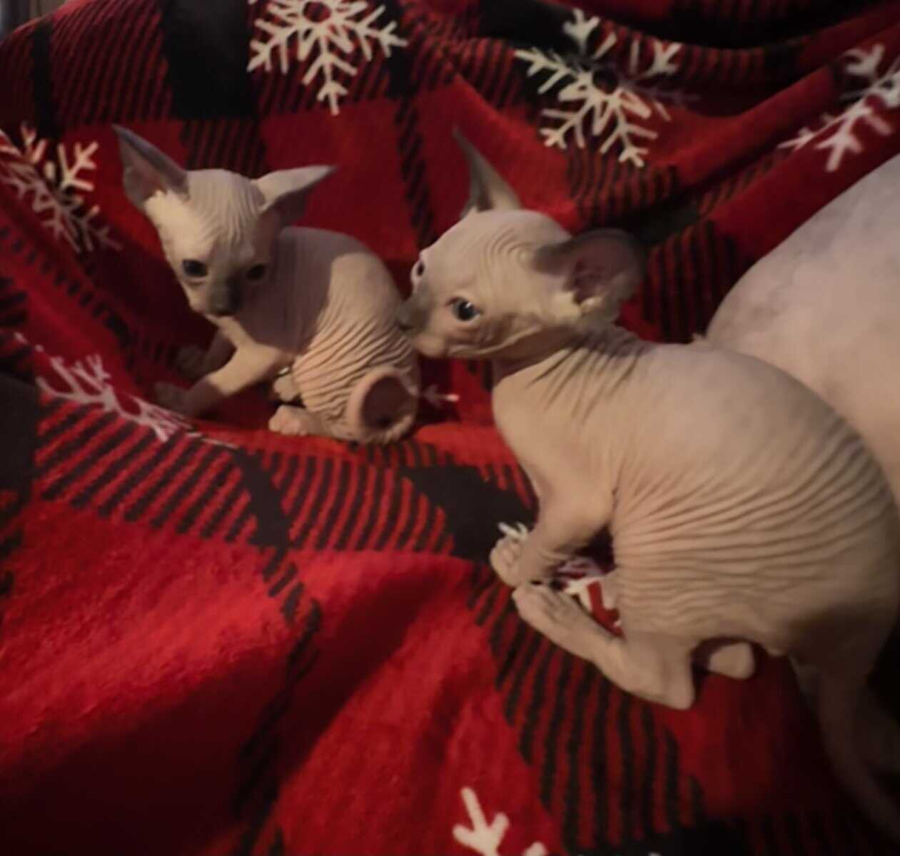 Sphynx kittens (Hairless) image 3