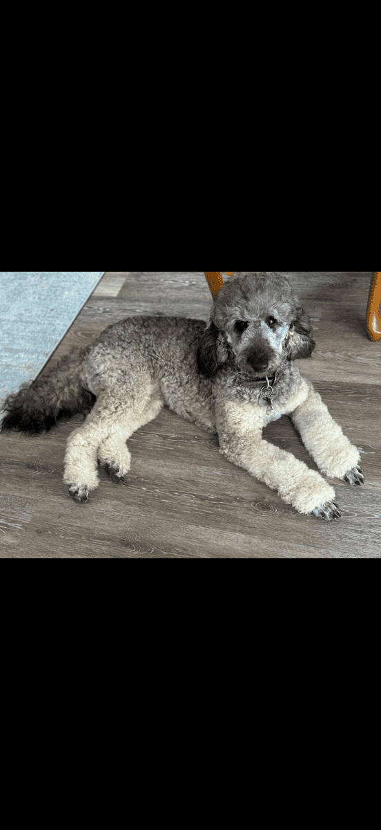Female Poodle image 2