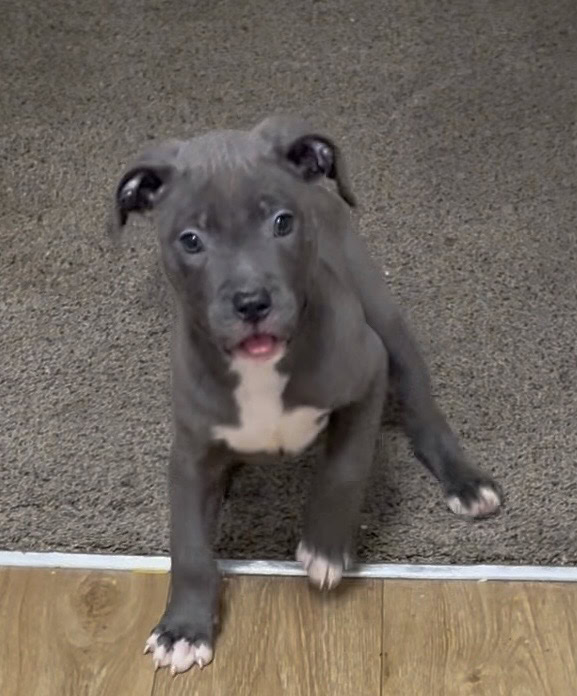 Blue Nose Pit Puppy image 1