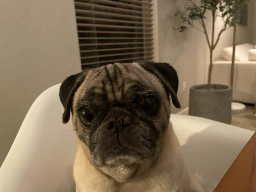 Loving 8-Year-Old Pug Looking for a Forever Home image 2