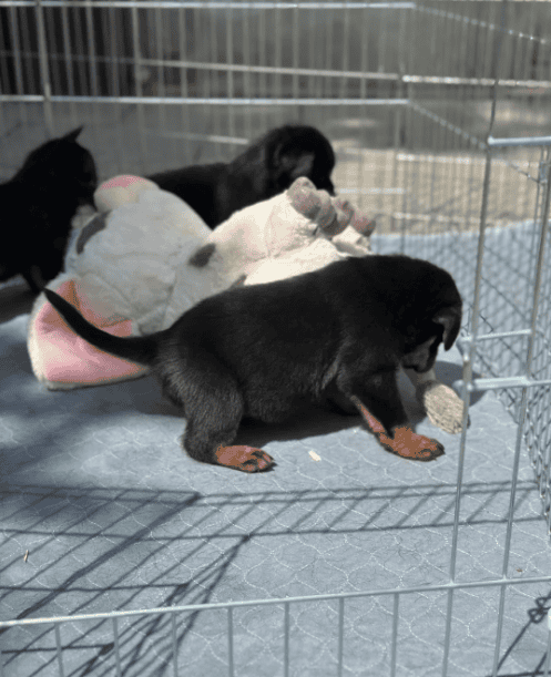 full akc Registered Rottweiler puppies with top pe image 3