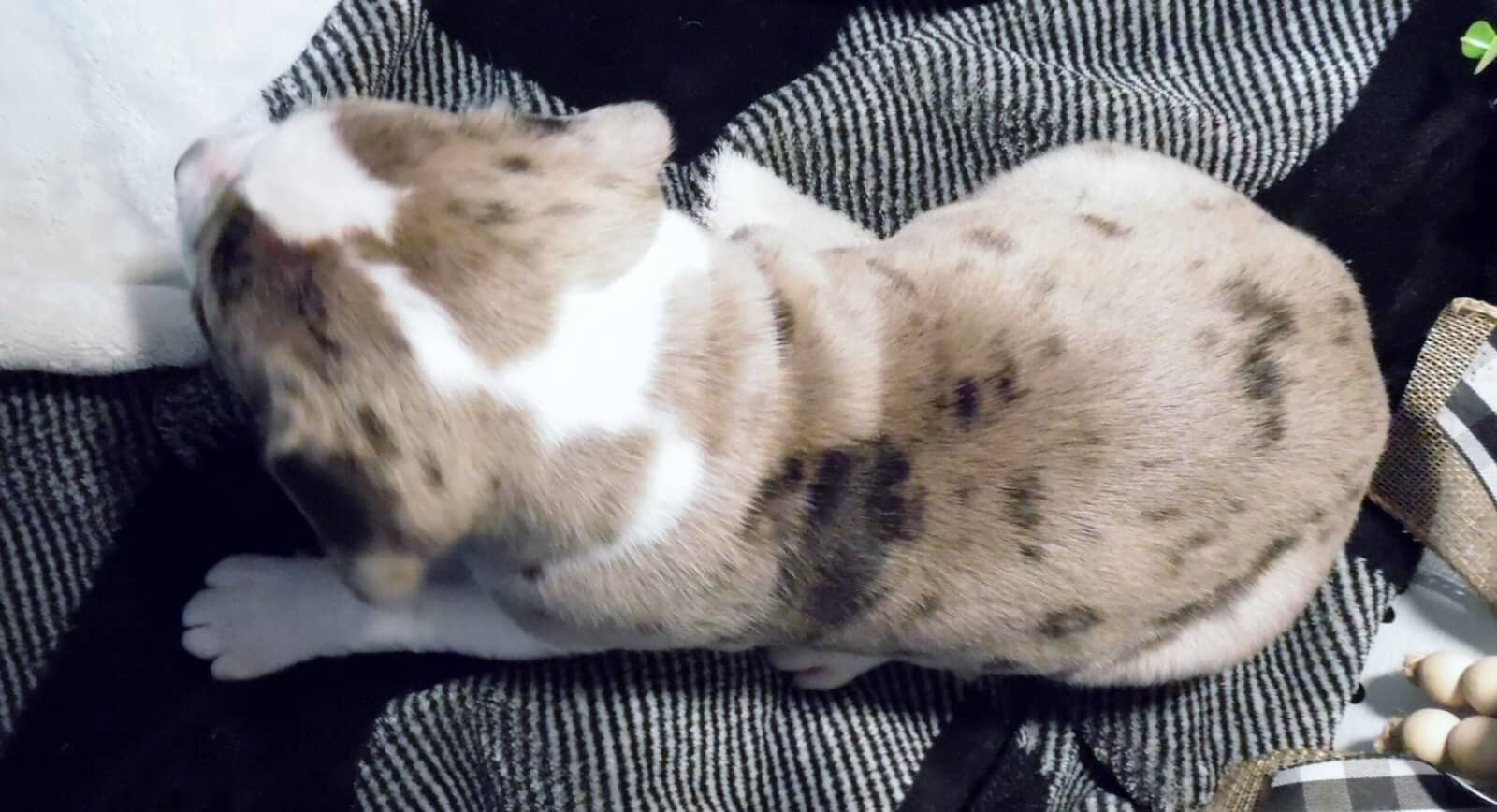 American Pitbull Terrier Mix Puppies image 2
